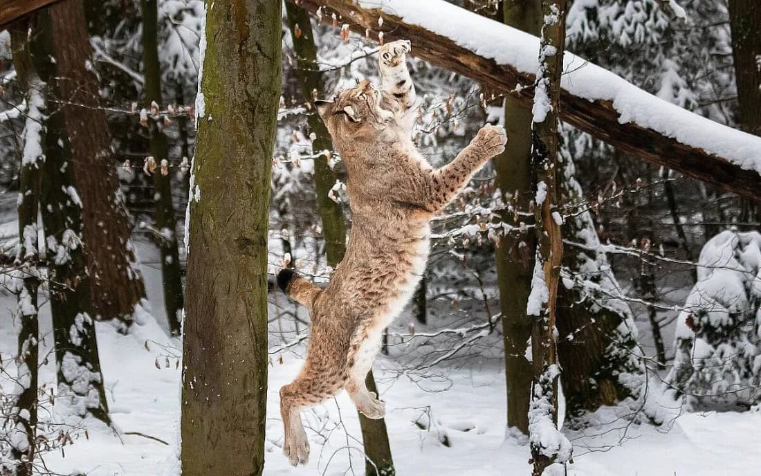 Wildpark Pforzheim